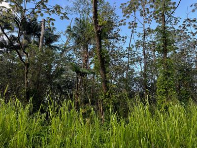 Molokai Rd, Pahoa, HI, 96778