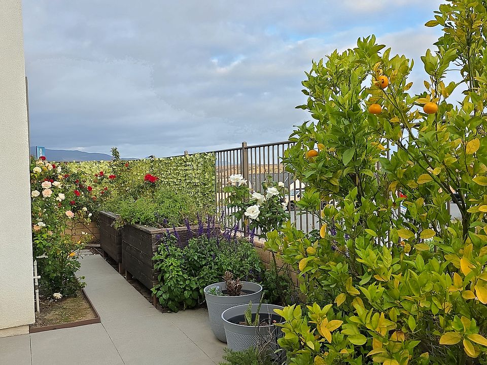 Backyard - 2
