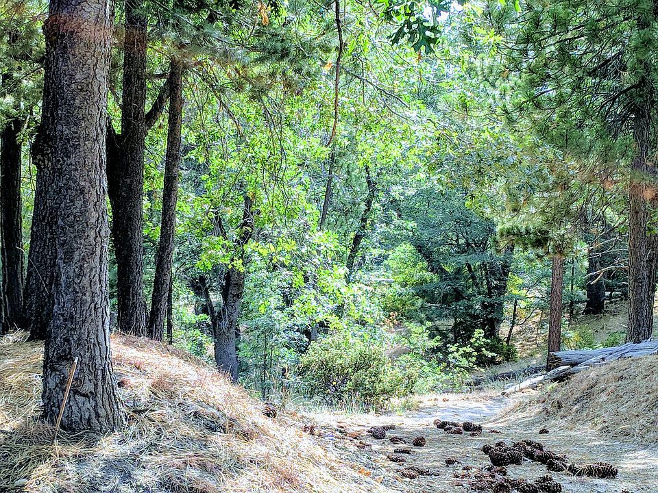Lupine Lane