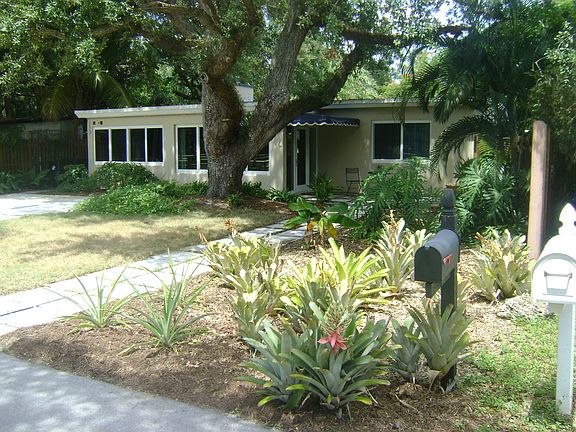 100 year old live oak tree