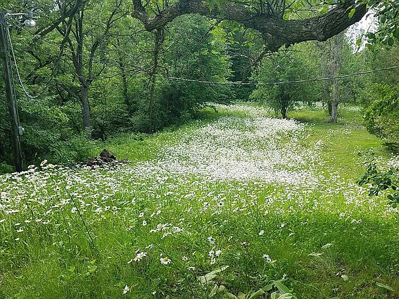 Field of daisies ??