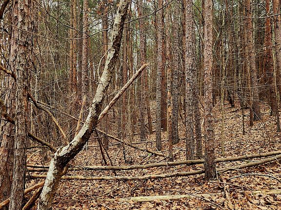5th image of 0 Highway 156 Lot 11