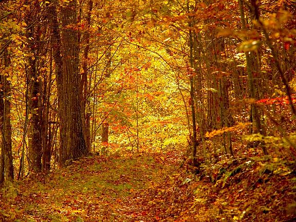 2nd image of 7100 Slab Camp Rd