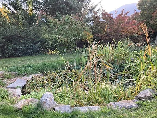 pond
