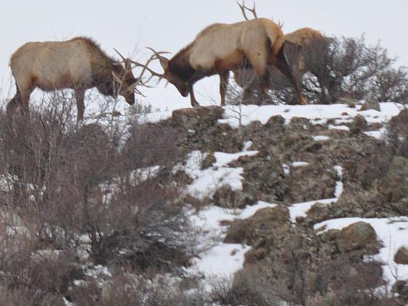 Elk across street