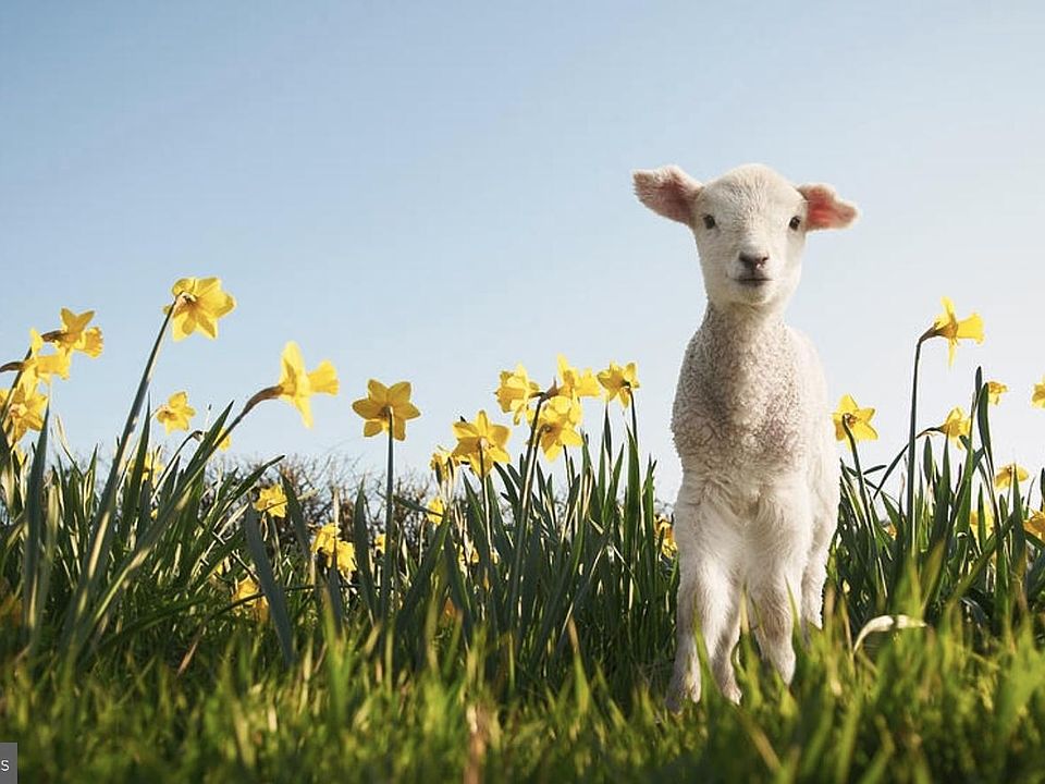 1st image of LOT Hazlettville Rd