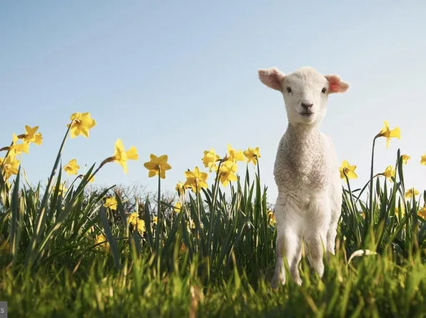 LOT Hazlettville Rd, Hartly, DE 19953