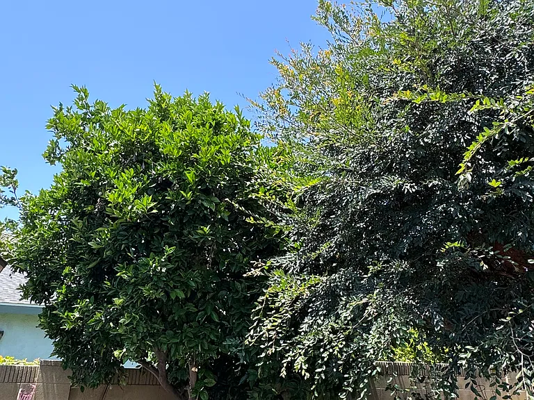 Fruit bearing tree