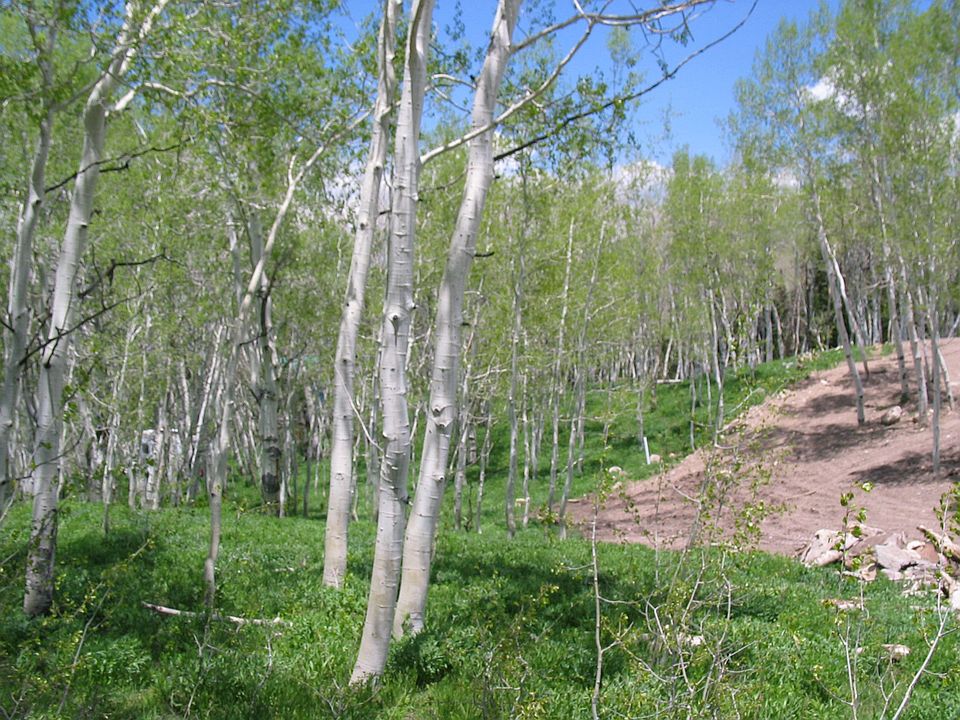 Beautiful Aspen Trees Through Entire Property