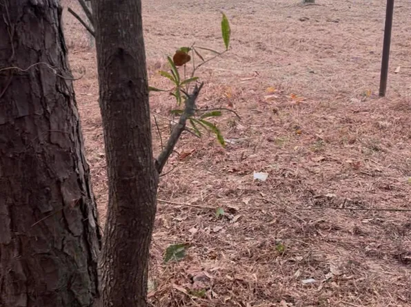 16936 Tanglewood Dr, Flint, TX 75762