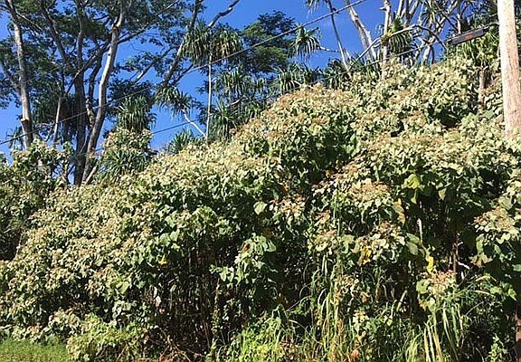 2nd image of Wehelauniu St Lot 154