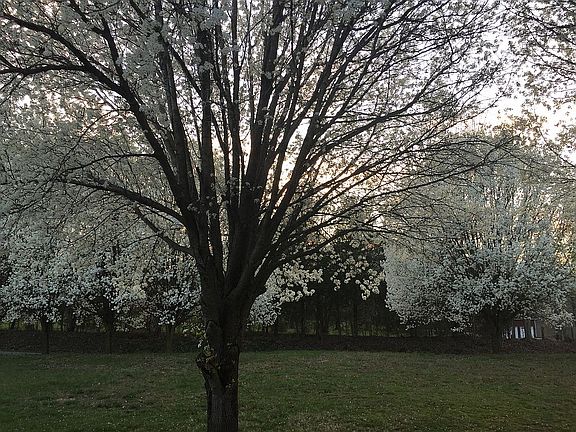 Only 1 neighbor/views around