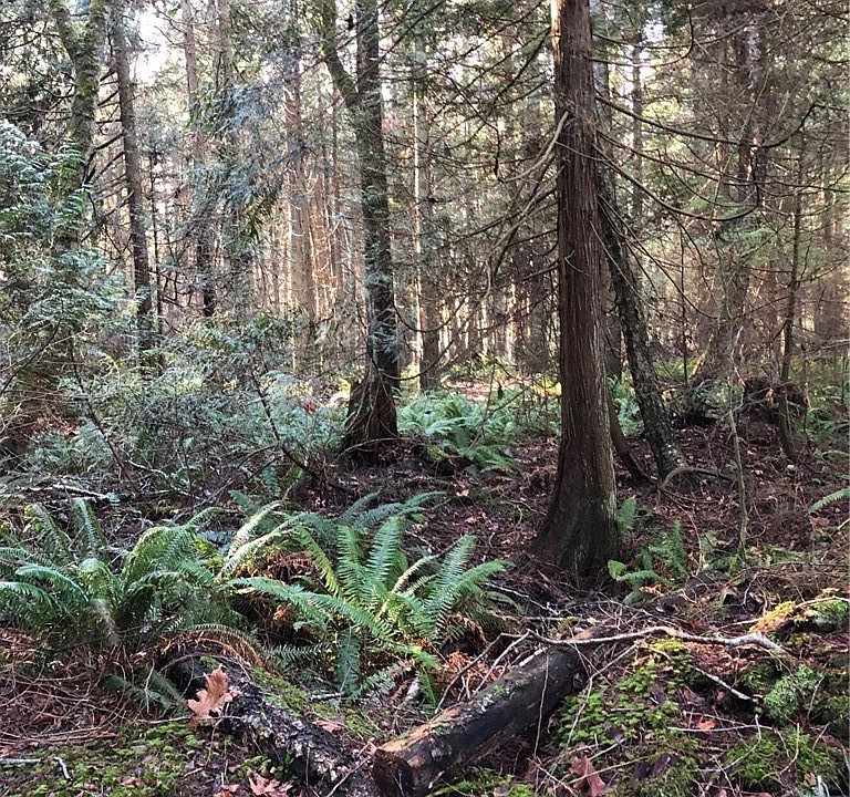 2nd image of Johnson Rd