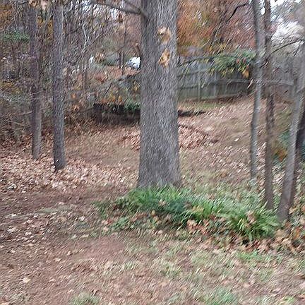 Backyard view from gate