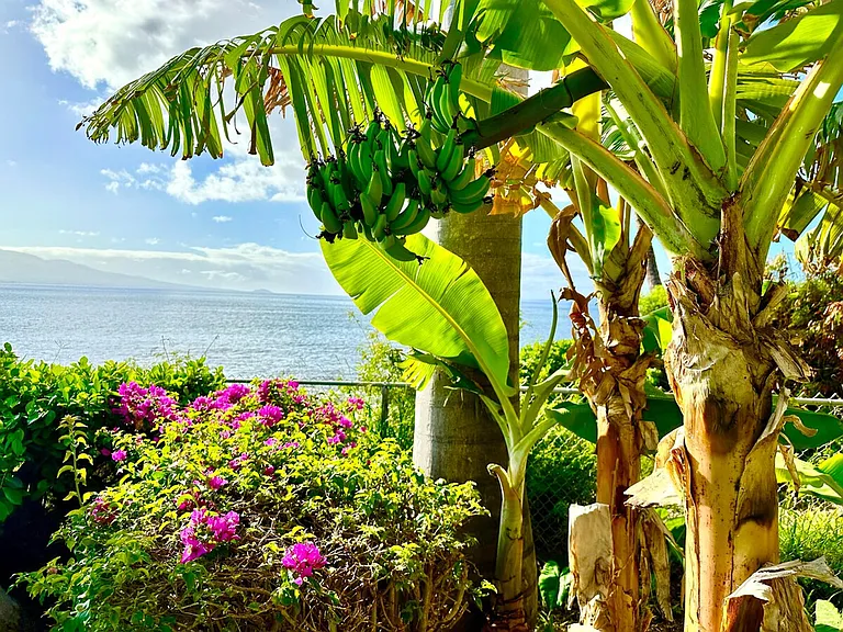 Window View