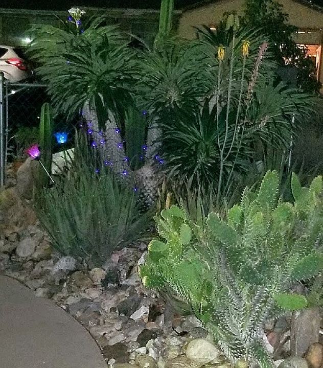 Front yard