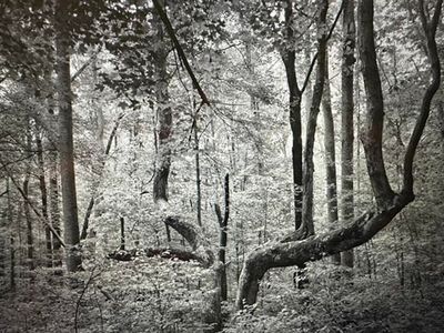 Undisclosed Rd, Pembroke, VA, 24136