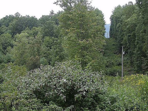 4th image of 503 Carson Woods Rd