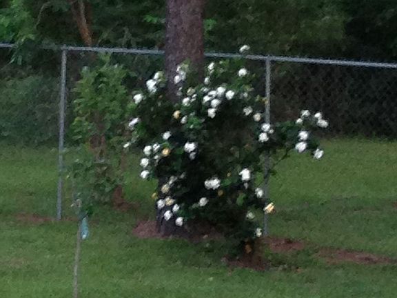 6 ft. chain link back fence