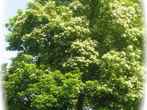 Katalpa Tree Front Yard