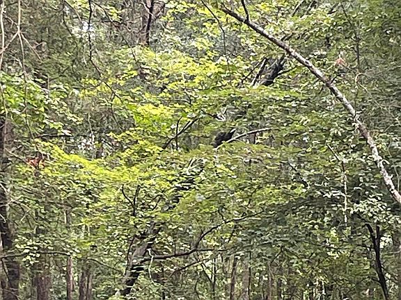 4th image of 48B Big Rock Cir