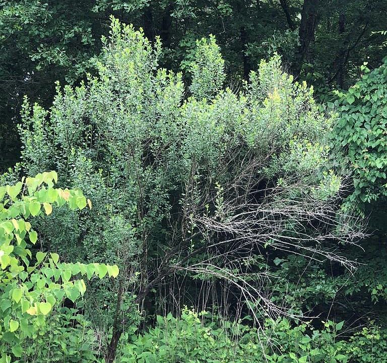 2nd image of Lot 29 Eagle Pointe