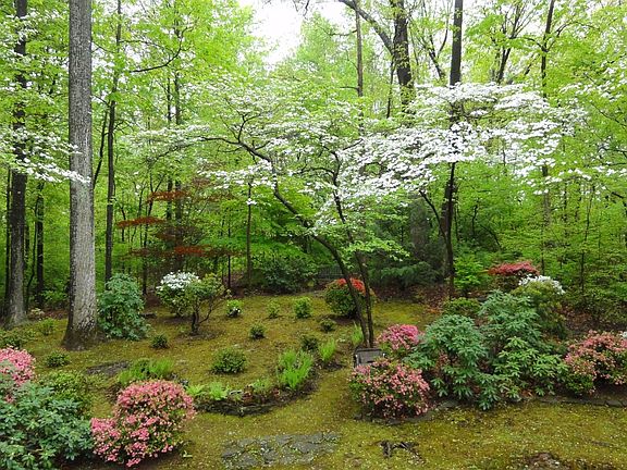 Many Flowering Plants/Shrubs