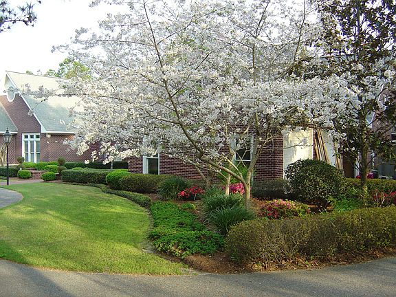 Cherry Trees in Spring