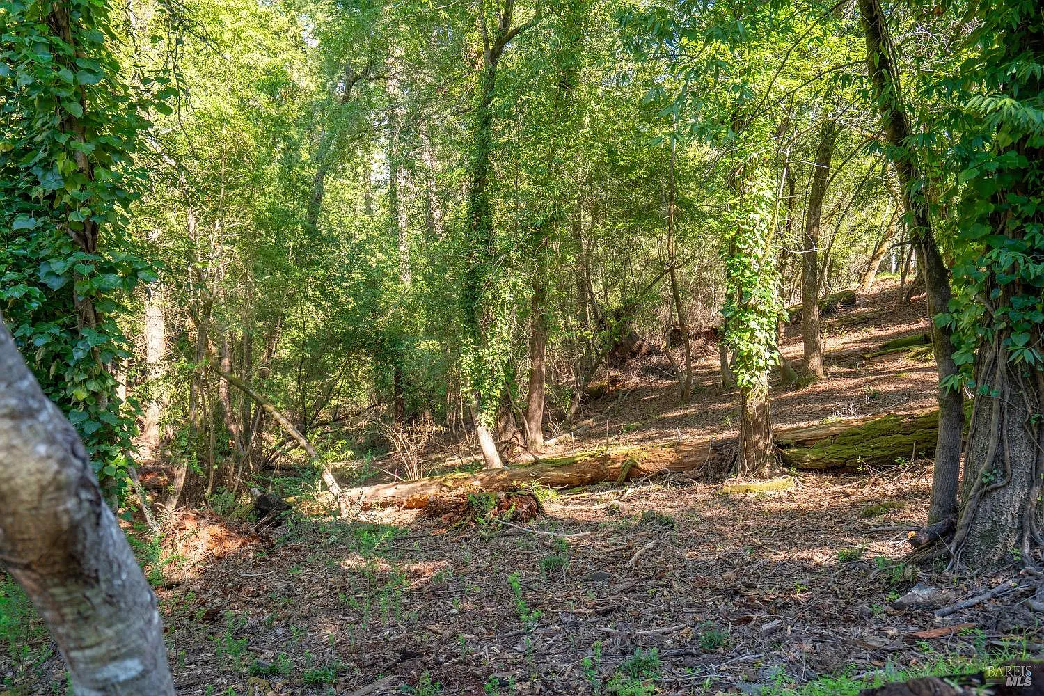 10612 Canyon Road - Photo 2