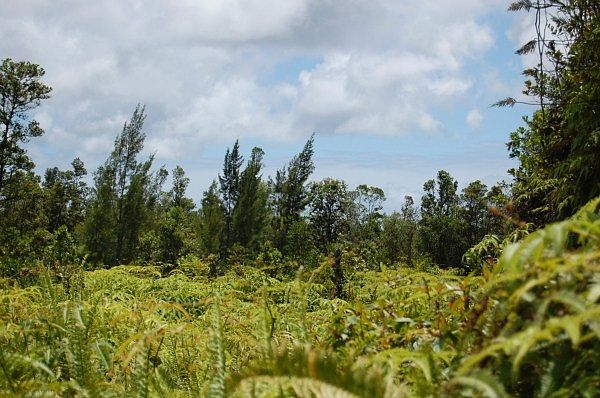 1st image of 11-3283 Ohia #15