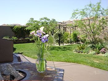 Lush Backyard