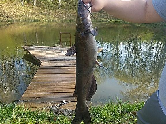 Pond stocked with large fish