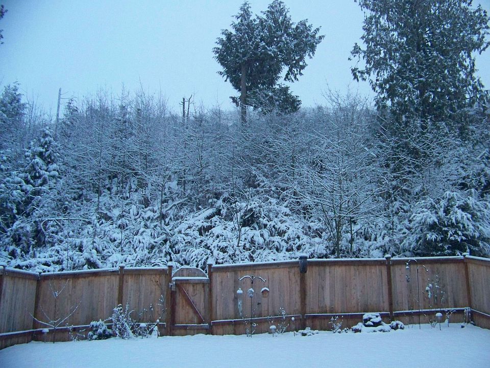 Back Yard View