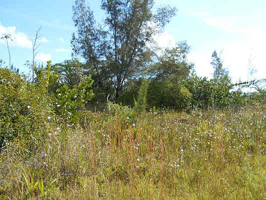 5th image of 2nd Ave Lot 2831