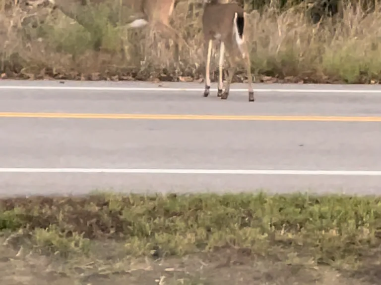 Deer and other wildlife can frequently be seen from the back porch, just beyond the walking path as you look out onto the neighboring farmland that runs up directly to the back of the property lot.