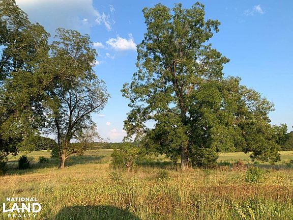 Mature Pecan Grove Near West Property Boundary on Clark County, MS (Quitman) +/-54.6 Acre Property