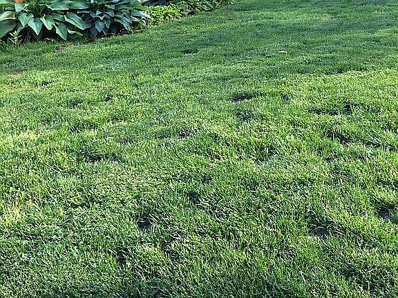 Fenced in side & back yard