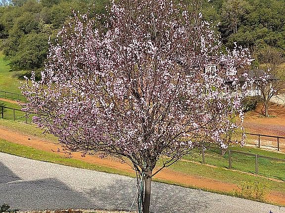 Flowering plum tree