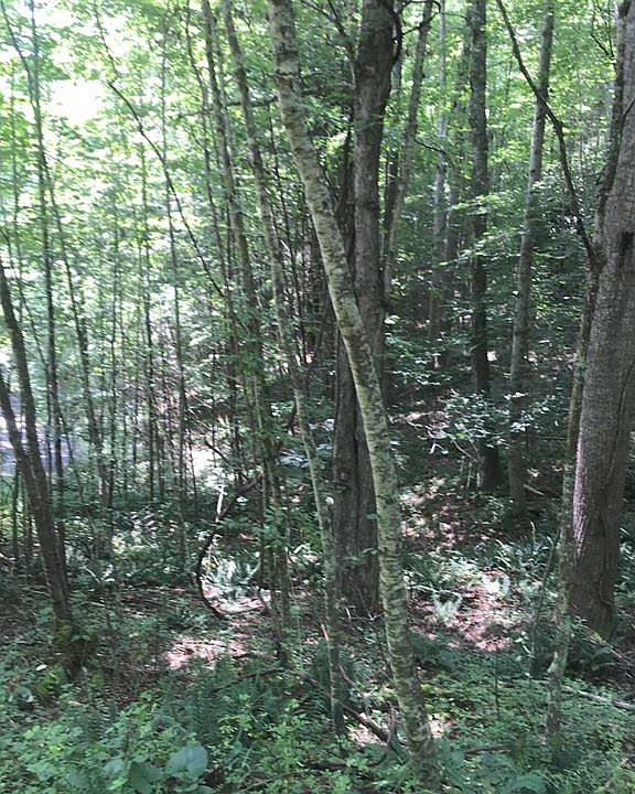 1st image of Robinhood Way
