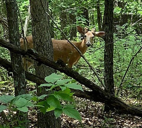 diverse wildlife