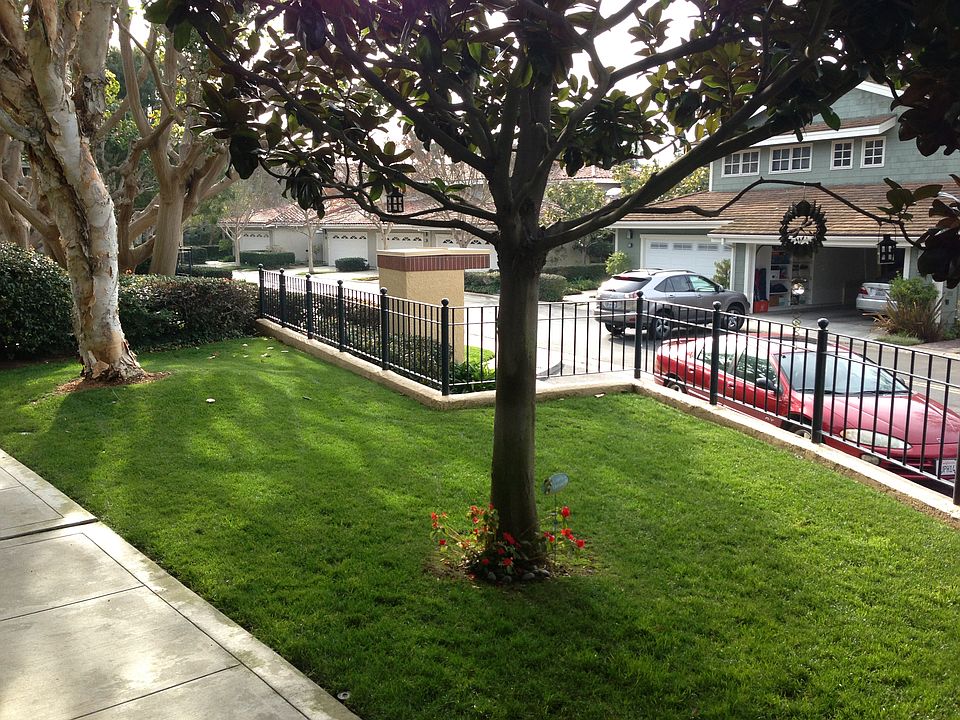 Front yard