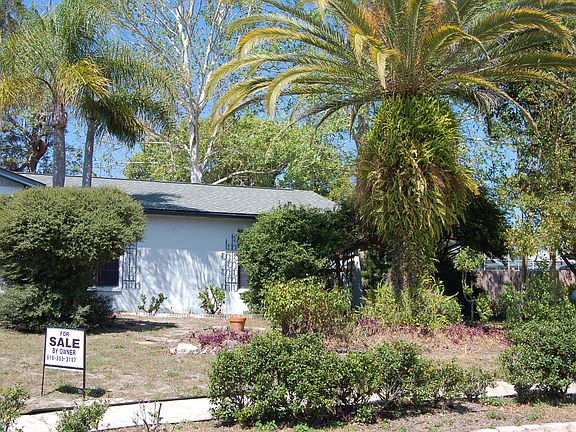 Front Yard Giant Palm