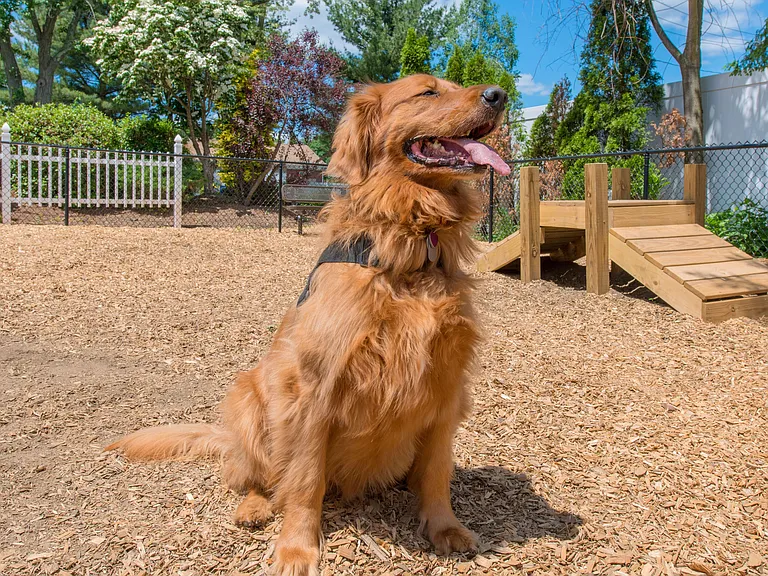 Play, Run, & Bond at Our Tail-Wagging Dog Park!