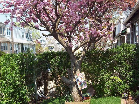 Cherry Tree in Front Yard