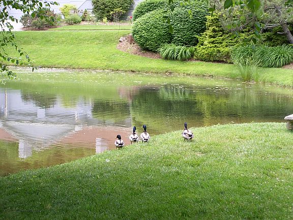 view of pond toward house