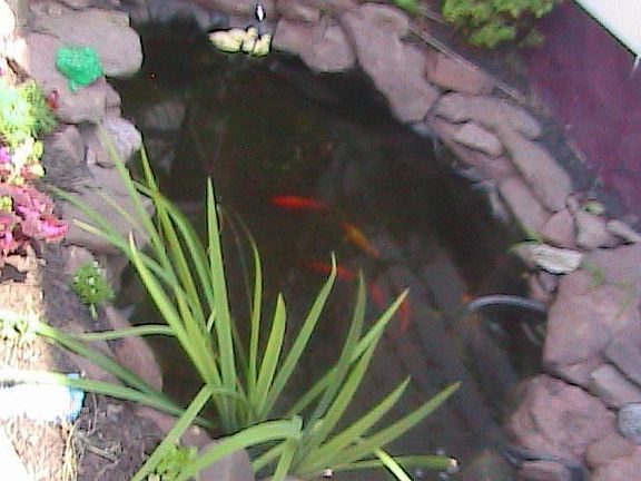 Here is another angle of the Pond. See those Koi swim!