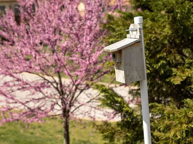 Birdhouse in the Back yard. Multiple bird families use this house every year.