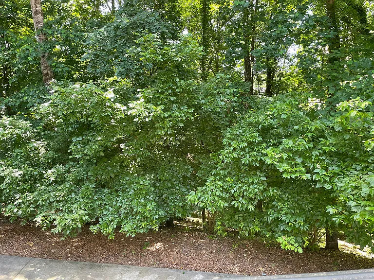 View from 2nd floor deck.