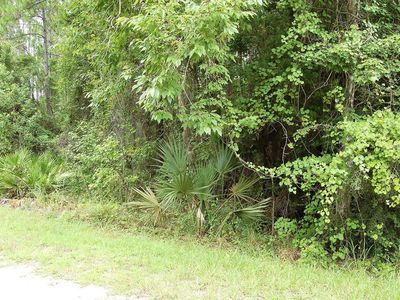 LOT 31 Pine Hill Dr, Steinhatchee, FL, 32359