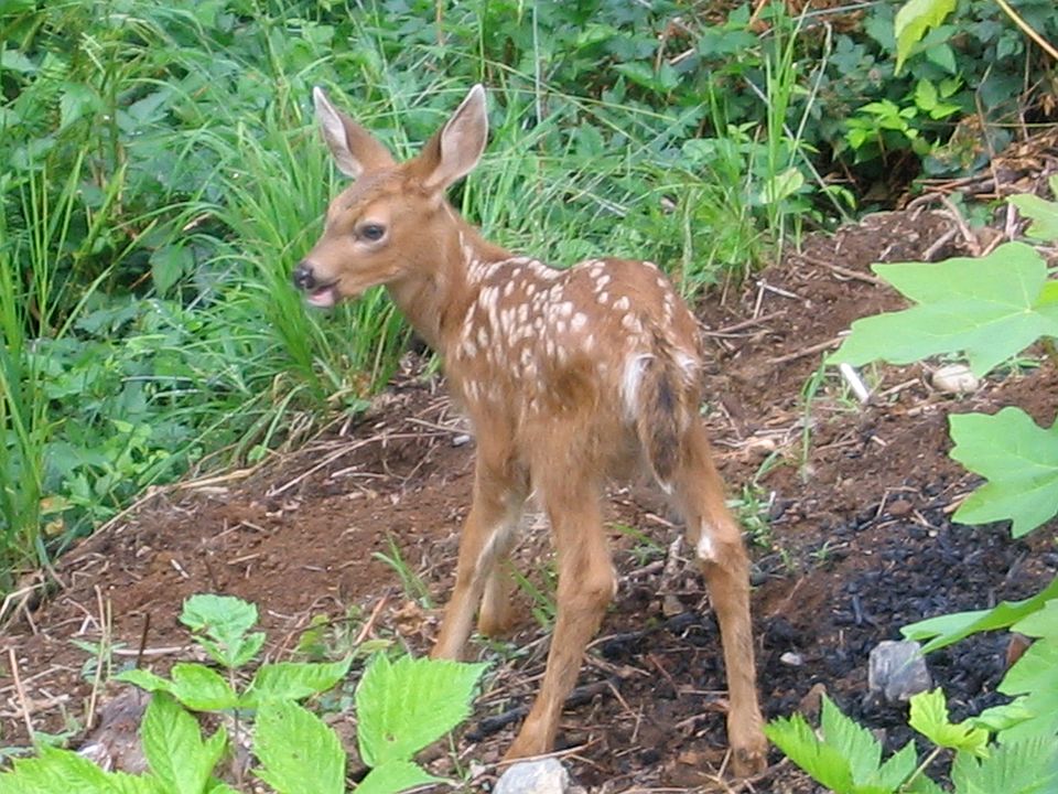 Born in the back yard